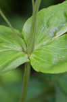 Small's beardtongue